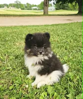 Mitzy, a female Pomeranian for sale in Sparta, WI – 3 of 3