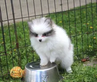 Bella, a female Pomeranian for sale in Sparta, WI – 2 of 3