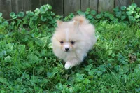 Wyatt, a male Pomeranian for sale in Sparta, WI – 2 of 3