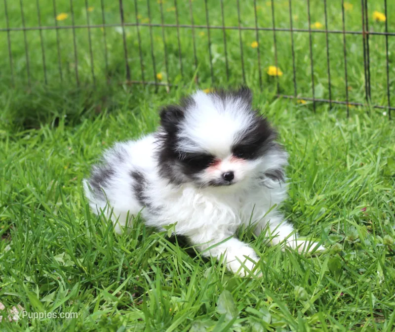 Milo, a male Pomeranian for sale in Sparta, WI – 1 of 2