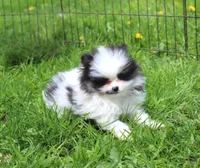 Milo, a male Pomeranian for sale in Sparta, WI – 1 of 2