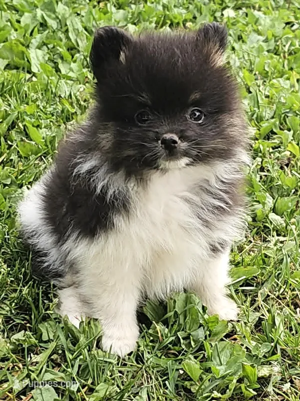 Mitzy – Pomeranian puppy for sale in Sparta, WI