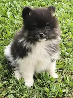 Mitzy, a female Pomeranian for sale in Sparta, WI – 1 of 3