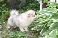 Mitzy, a female Pomeranian for sale in Sparta, WI – 3 of 5