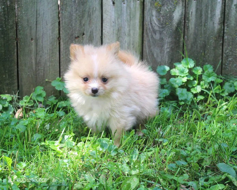 Wyatt – Pomeranian puppy for sale in Sparta, WI