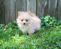 Wyatt, a male Pomeranian for sale in Sparta, WI – 1 of 3