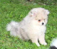 Mitzy, a female Pomeranian for sale in Sparta, WI – 2 of 5