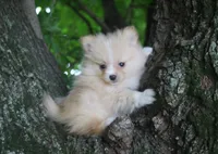 Wyatt, a male Pomeranian for sale in Sparta, WI – 3 of 3