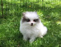Bella, a female Pomeranian for sale in Sparta, WI – 1 of 3
