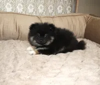 Meeko, a male Pomeranian for sale in Sparta, WI – Photo 1 of 2