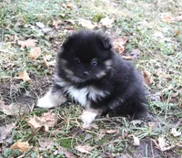 Meeko, a male Pomeranian for sale in Sparta, WI – Photo 2 of 2