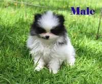 Milo, a male Pomeranian for sale in Sparta, WI – 2 of 2