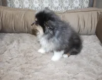 Milo, a male Pomeranian for sale in Sparta, WI – Photo 3 of 3