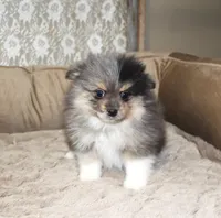 Milo, a male Pomeranian for sale in Sparta, WI – Photo 2 of 3