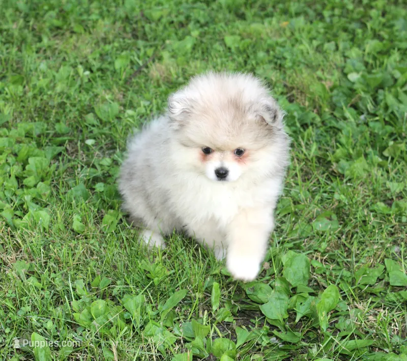 Mitzy – Pomeranian puppy for sale in Sparta, WI