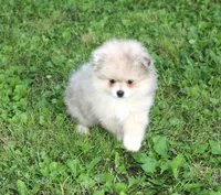 Mitzy, a female Pomeranian for sale in Sparta, WI – 1 of 5