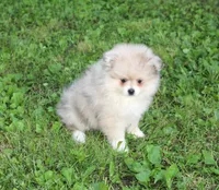 Mitzy, a female Pomeranian for sale in Sparta, WI – 5 of 5