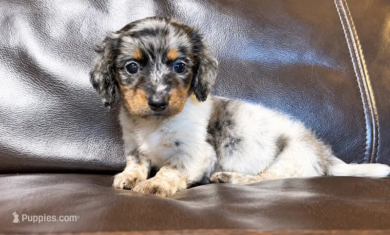 AKC Tinlee – Miniature Dachshund puppy for sale in Clarita, OK