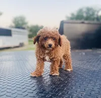 AKC Sam, a male Poodle - Toy  for sale in Clarita, OK – Photo 1 of 8