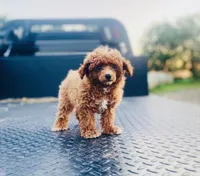 AKC Sam, a male Poodle - Toy  for sale in Clarita, OK – Photo 6 of 8