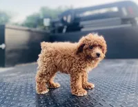 AKC Sam, a male Poodle - Toy  for sale in Clarita, OK – Photo 7 of 8