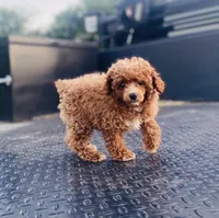 AKC Sam, a male Poodle - Toy  for sale in Clarita, OK – Photo 8 of 8