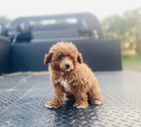 AKC Sam, a male Poodle - Toy  for sale in Clarita, OK – Photo 4 of 8