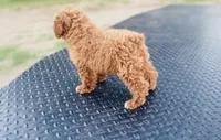 AKC Sam, a male Poodle - Toy  for sale in Clarita, OK – Photo 5 of 8