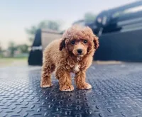 AKC Sam, a male Poodle - Toy  for sale in Clarita, OK – Photo 3 of 8