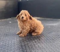 AKC Steve, a male Poodle - Toy  for sale in Clarita, OK – Photo 4 of 4