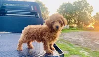 AKC Steve, a male Poodle - Toy  for sale in Clarita, OK – Photo 3 of 4
