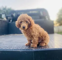 AKC Steve, a male Poodle - Toy  for sale in Clarita, OK – Photo 1 of 4