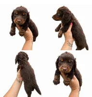 Taos, a male Miniature Dachshund for sale in Clarita, OK – 1 of 1