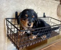 AKC Brix, a male Miniature Dachshund for sale in Clarita, OK – Photo 8 of 10