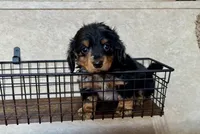 AKC Brix, a male Miniature Dachshund for sale in Clarita, OK – Photo 3 of 10
