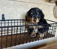AKC Brix, a male Miniature Dachshund for sale in Clarita, OK – Photo 5 of 10