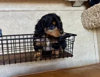 AKC Brix, a male Miniature Dachshund for sale in Clarita, OK – Photo 6 of 10