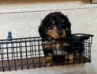 AKC Brix, a male Miniature Dachshund for sale in Clarita, OK – Photo 2 of 10