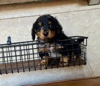 AKC Brix, a male Miniature Dachshund for sale in Clarita, OK – Photo 7 of 10