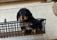 AKC Brix, a male Miniature Dachshund for sale in Clarita, OK – Photo 1 of 10