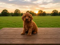 Anna, a female Miniature Goldendoodle for sale in Clarita, OK – 1 of 2