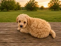 Ollie, a male Miniature Goldendoodle for sale in Clarita, OK – 3 of 3