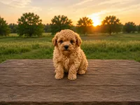 Ollie, a male Miniature Goldendoodle for sale in Clarita, OK – 2 of 3