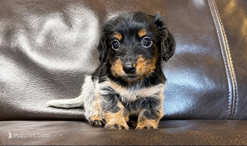 AKC Tay – Miniature Dachshund puppy for sale in Clarita, OK
