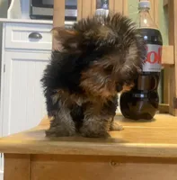 Tex, a male Yorkshire Terrier for sale in Clarita, OK – Photo 2 of 5