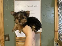 Tex, a male Yorkshire Terrier for sale in Clarita, OK – Photo 1 of 5
