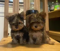 Tex, a male Yorkshire Terrier for sale in Clarita, OK – Photo 4 of 5