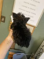 Tex, a male Yorkshire Terrier for sale in Clarita, OK – Photo 3 of 5