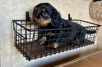 AKC Lucca, a male Miniature Dachshund for sale in Clarita, OK – Photo 7 of 9