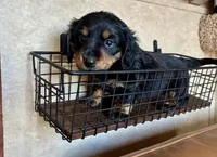 AKC Lucca, a male Miniature Dachshund for sale in Clarita, OK – Photo 1 of 9